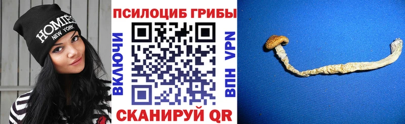 Галлюциногенные грибы Cubensis  Купить закладки  Гвардейск 